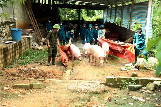 Tuyên Quang ngăn chặn dịch tả lợn châu Phi không để lây lan rộng