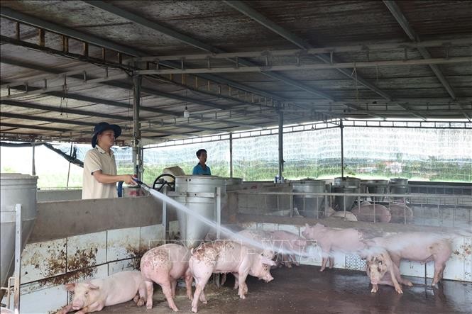 Vẫn còn 30/34 tỉnh, thành phố có dịch tả lợn châu Phi chưa qua 21 ngày