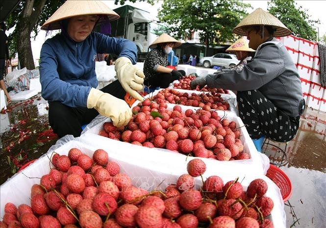Vải thiều Bắc Ninh chinh phục các thị trường lớn