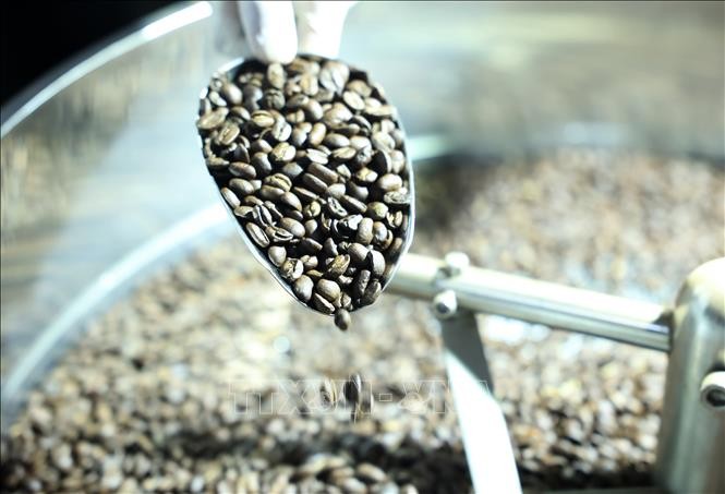 Cà phê Việt trước thách thức từ quy định chống mất rừng của EU