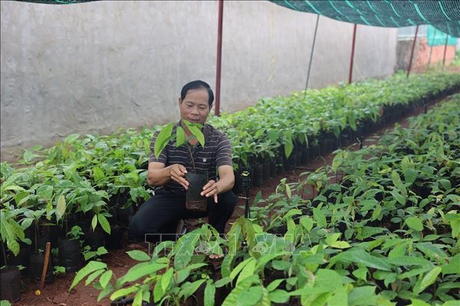 TP Hồ Chí Minh: Khan hiếm nguồn cây giống ca cao