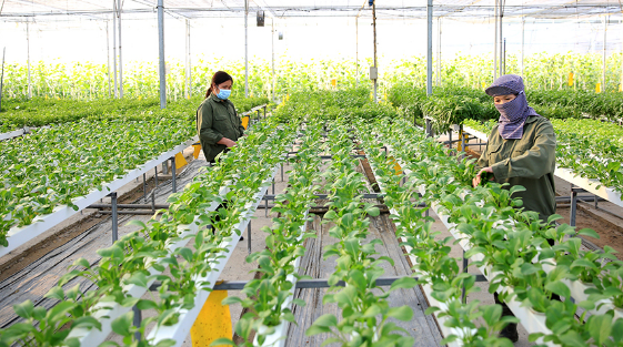 Nông sản được đảm bảo cho nhân dân Thủ đô