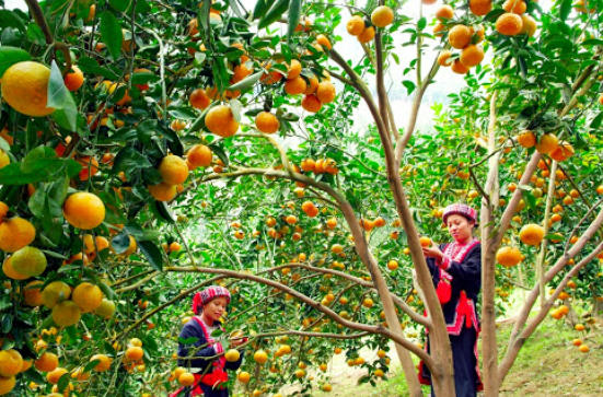 Xúc tiến thương mại, quảng bá, tiêu thụ cam sành Hàm Yên
