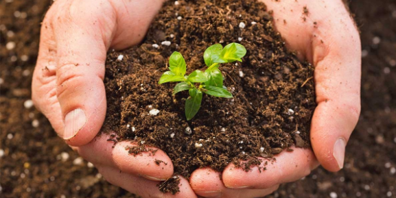 Xây dựng mô hình sử dụng phân bón hữu cơ, sử dụng phân bón tiết kiệm, cân đối và hiệu quả