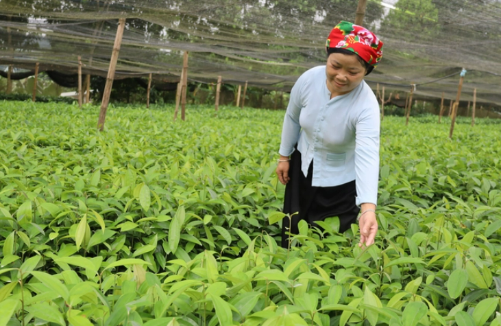 Thay đổi kinh tế lâm nghiệp vùng cao nhờ vào cây Quế