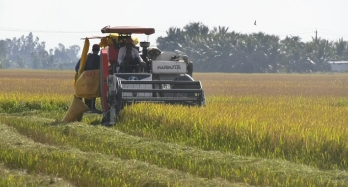 Lúa thu đông giá cao hơn năm trước 1.000đ/kg trở lên