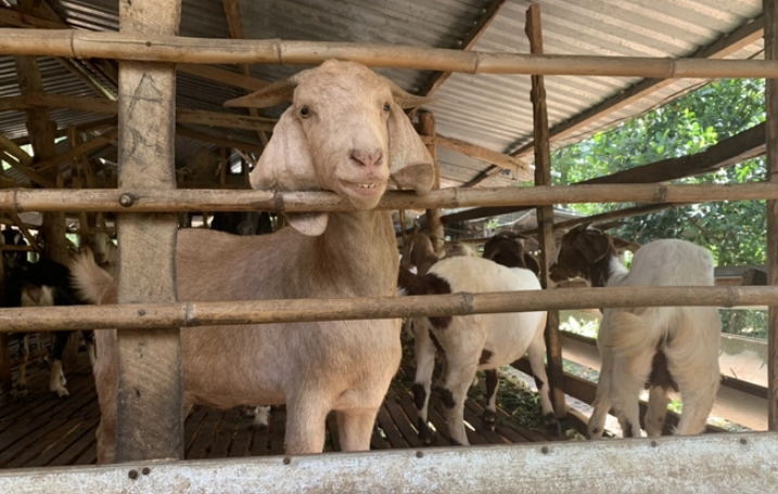 Mô hình nuôi dê nhốt chuồng trong vườn tiêu lợi nhuận khủng