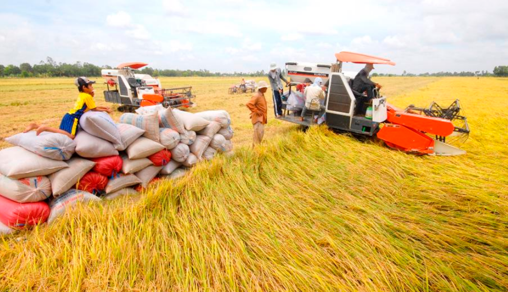 Nâng cao chuỗi giá trị lúa gạo vùng Đồng bằng sông Cửu Long