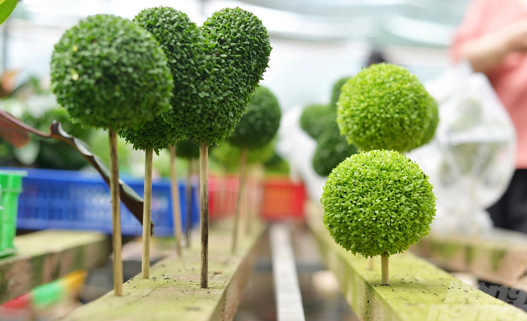 Kiếm bộn tiền nhờ ươm hạt thanh long làm chậu cảnh