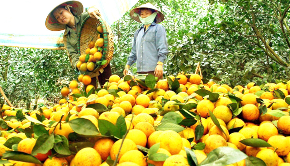 Cây ăn quả trở thành 'mũi nhọn' trong xóa đói giảm nghèo ở Hòa Bình