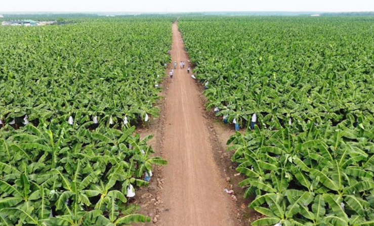 Thay đổi tư duy sản xuất và quy trình canh tác