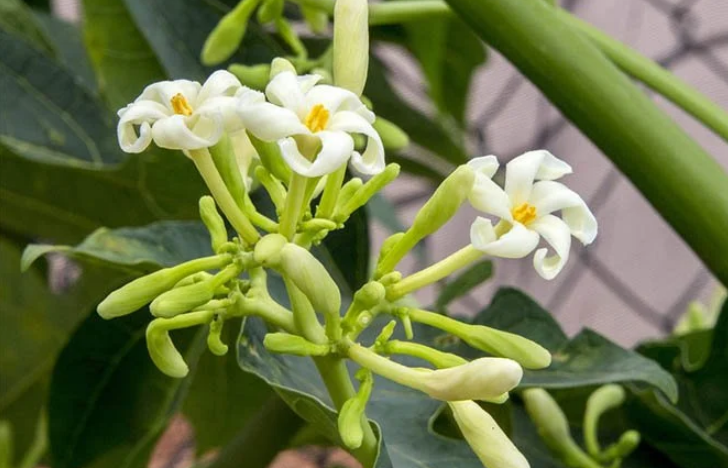 Lợi ích tuyệt vời của hoa đu đủ đực ngâm