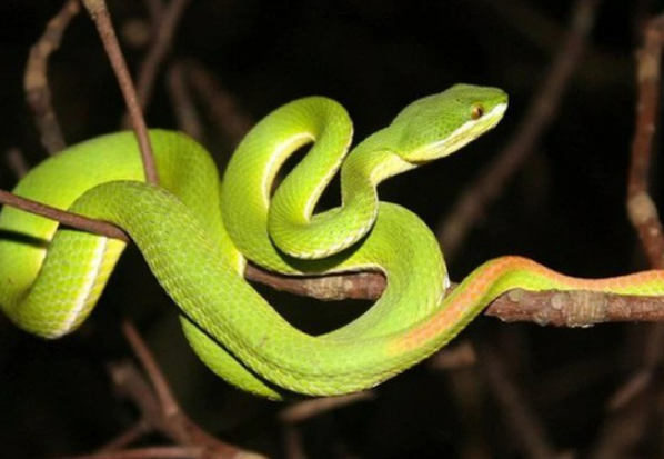 Những điều cần biết khi rắn lục đuôi đỏ cắn