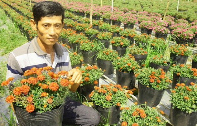 Giống hoa mới chơi Tết