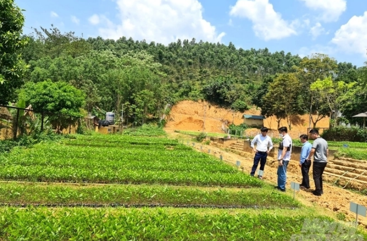 Chuẩn hóa nguồn cây giống lâm nghiệp