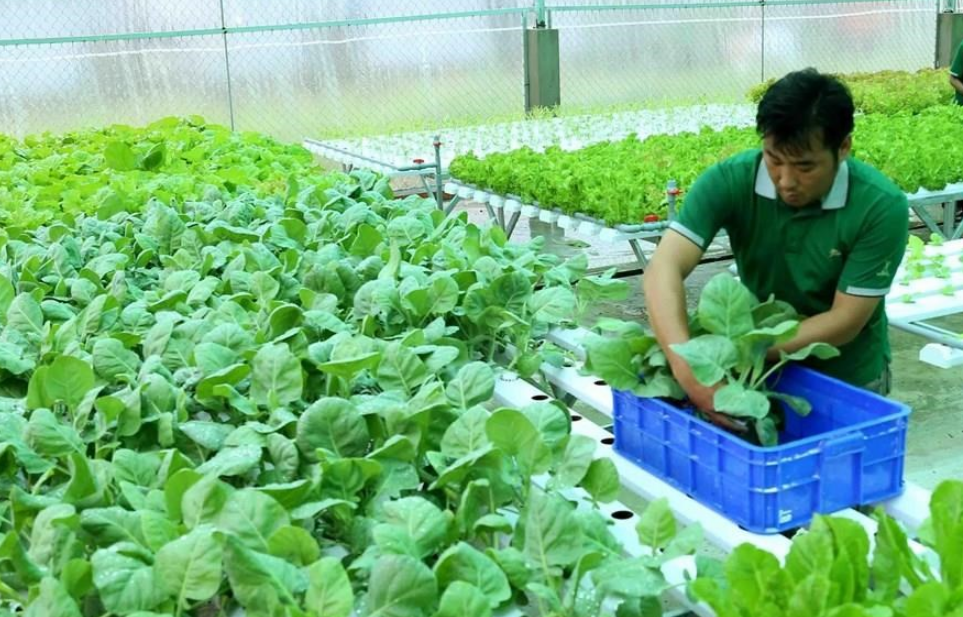 Sản phẩm nông nghiệp hữu cơ tăng hơn 418% giá trị xuất khẩu