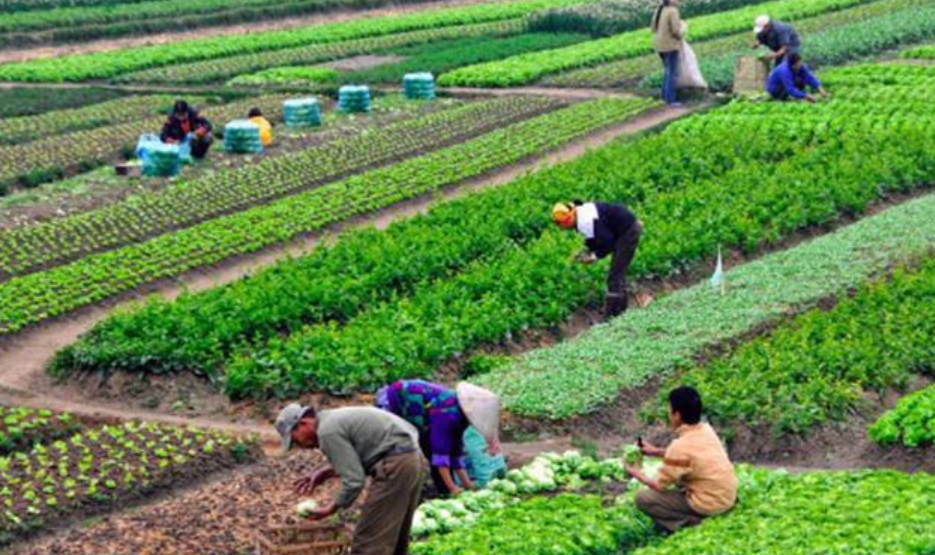 Phát triển nông nghiệp hữu cơ cần xác định đúng mục tiêu