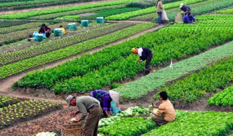 Phát triển nông nghiệp hữu cơ cần xác định đúng mục tiêu