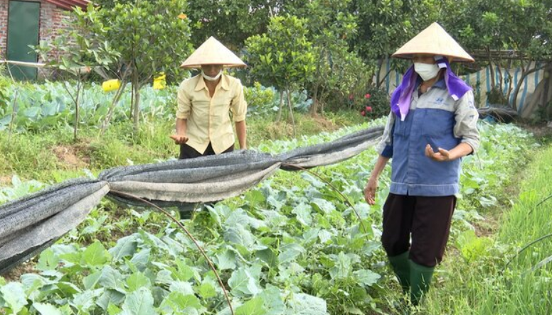 Tăng thu nhập, tốt sức khỏe nhờ canh tác rau hữu cơ