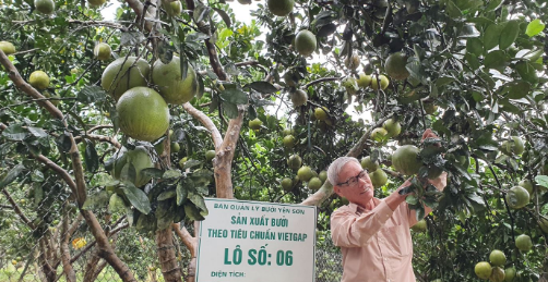 Nâng cao chất lượng cây ăn quả tại Tuyên Quang