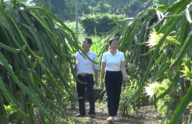 Thanh long ruột đỏ cho thu nhập cao
