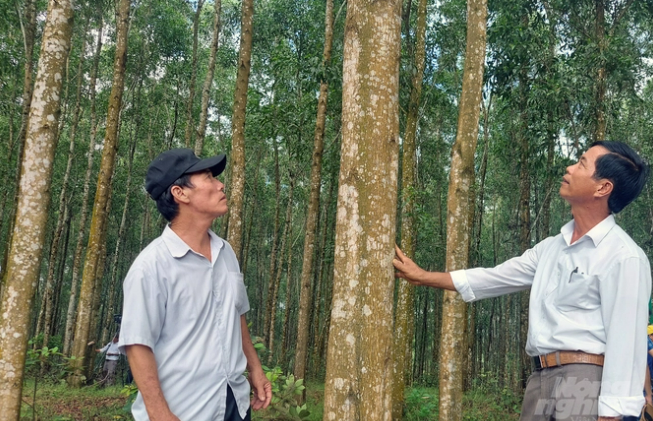 Câu chuyện rừng gỗ lớn không rủi ro như nhiều người nghĩ