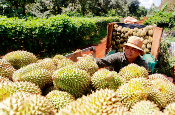 Nông dân và DN “chạy đua” nâng “chất” sầu riêng để chinh phục thị trường tỷ dân