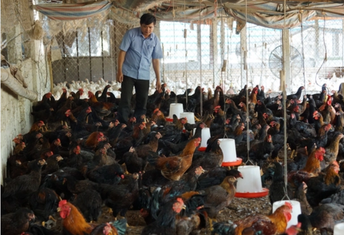 Những khó khăn nuôi gà lông màu