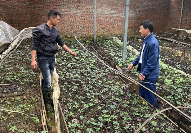 Phát triển 'cây làm giàu' cho người dân biên giới Lai Châu