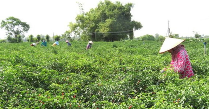 Nâng cao năng suất lao động trong kinh tế nông nghiệp - nông thôn
