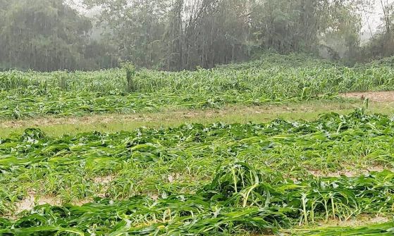 Mưa lớn kéo dài, hàng trăm hecta ngô và hoa màu ở Hà Tĩnh bị hư hỏng