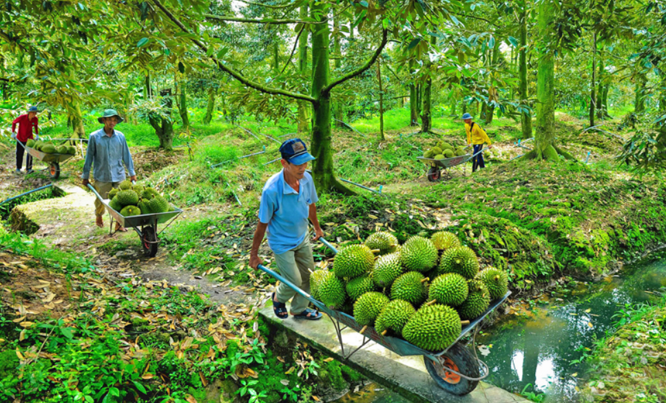 Cạnh tranh cho trái sầu riêng xuất khẩu