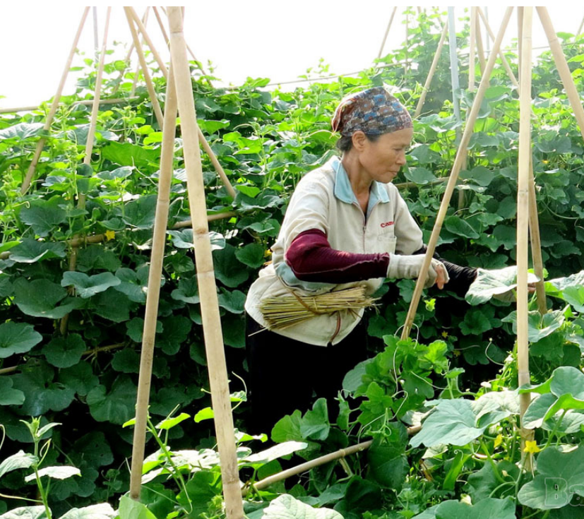 Thúc đẩy ứng dụng công nghệ cao hướng đến phát triển nông nghiệp xanh