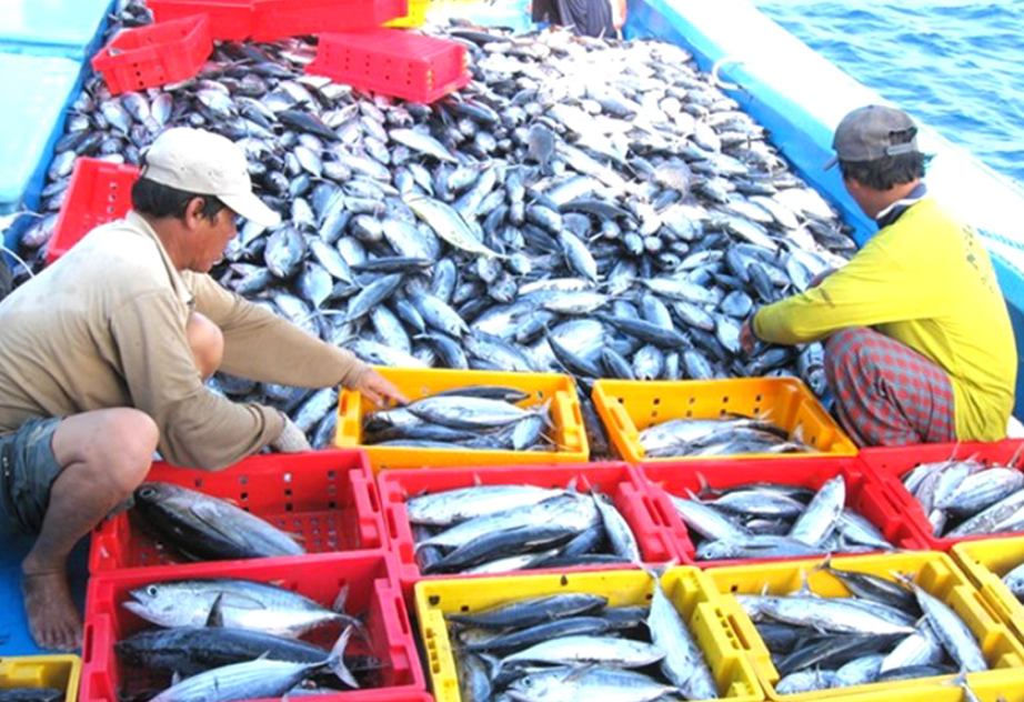 Nguy cơ mất thị trường xuất khẩu hải sản do IUU