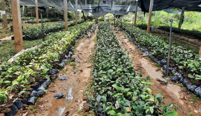 Quảng Ninh quy hoạch 3 vùng trọng điểm phát triển dược liệu