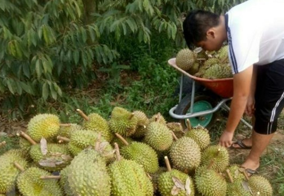 Khuyến cáo nông dân không tự phát mở rộng diện tích sầu riêng, chanh leo