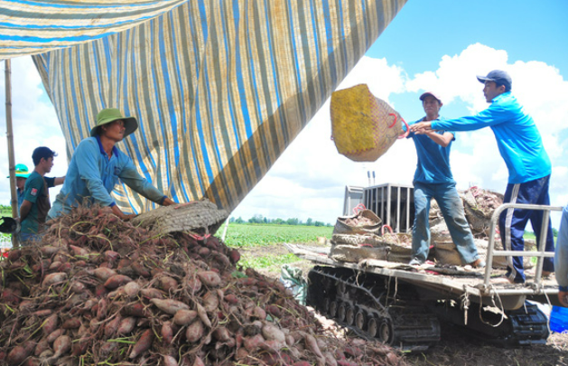 Giá khoai lang tím Nhật lập đỉnh mới, hơn 1,2 triệu đồng/tạ