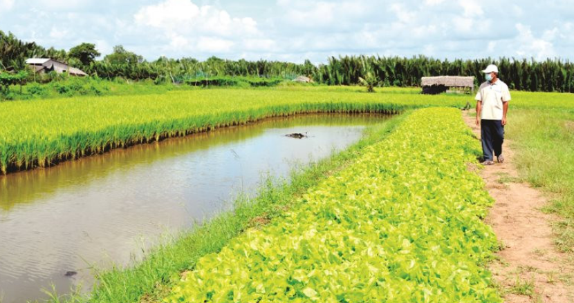 Chuyển đổi cơ cấu cây trồng thích ứng với biến đổi khí hậu