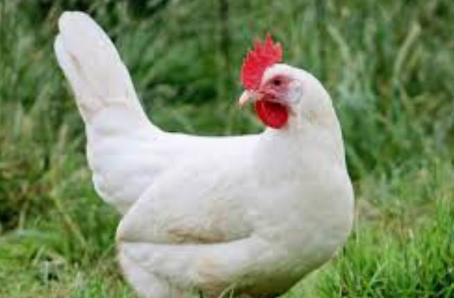 Vì sao các giống gà thịt đang ...ngày một bự hơn?