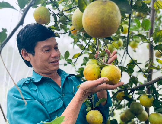 Giá cam đầu vụ ở Hà Tĩnh tăng cao, nhà vườn vẫn chưa vội bán