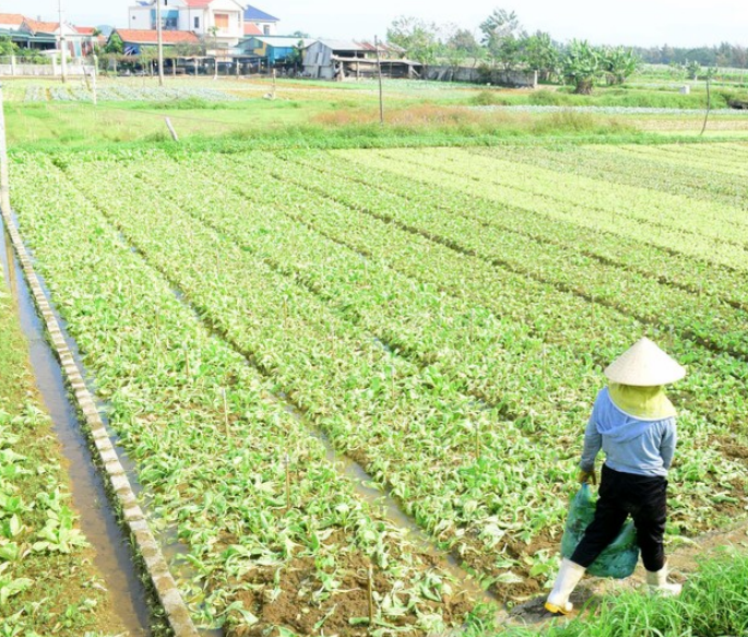 Cuối năm, rau xanh khan hiếm