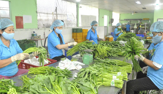 Triển vọng xuất khẩu rau quả dịp cuối năm