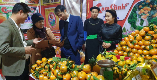 Hàm Yên đẩy mạnh xúc tiến thương mại, quảng bá, tiêu thụ cam sành