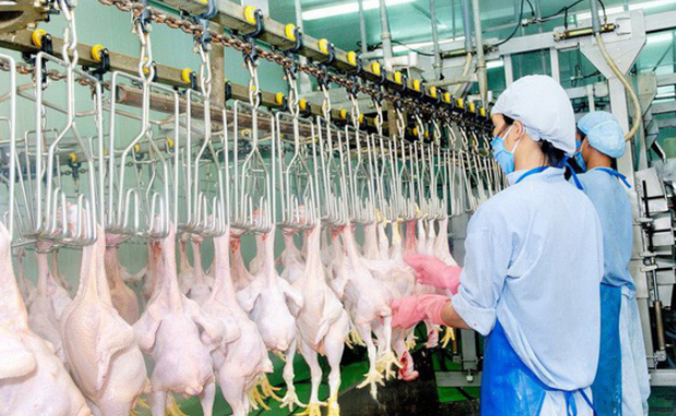 Việt Nam nhập hơn 200.000 tấn thịt gà, kiến nghị hạn chế nhập khẩu gà đông lạnh