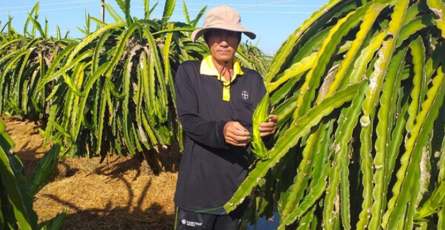 Thủ phủ thanh long vào vụ Tết
