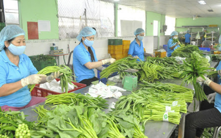 Triển vọng xuất khẩu rau quả dịp cuối năm