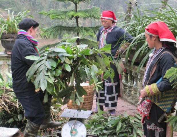 Đặc thù phát triển dược liệu ở Việt Nam