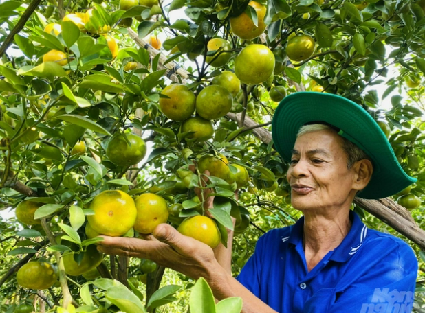 Quýt hồng Lai Vung 'cường tráng' trở lại nhờ phân bón hữu cơ