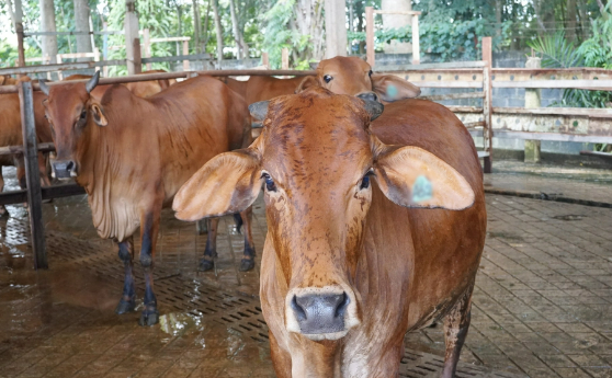 Xử lý nghiêm vận chuyển trái phép trâu bò vào Việt Nam
