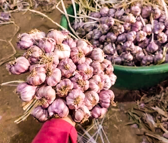 Lựa chọn cây trồng vụ đông cho giá trị kinh tế cao